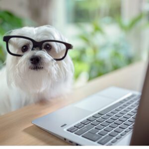 Dog with glasses