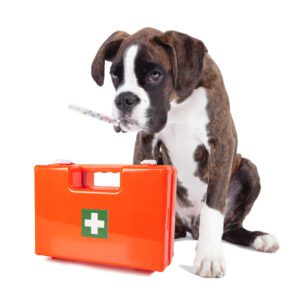 A boxer Dog receiving Basic Dog first aid