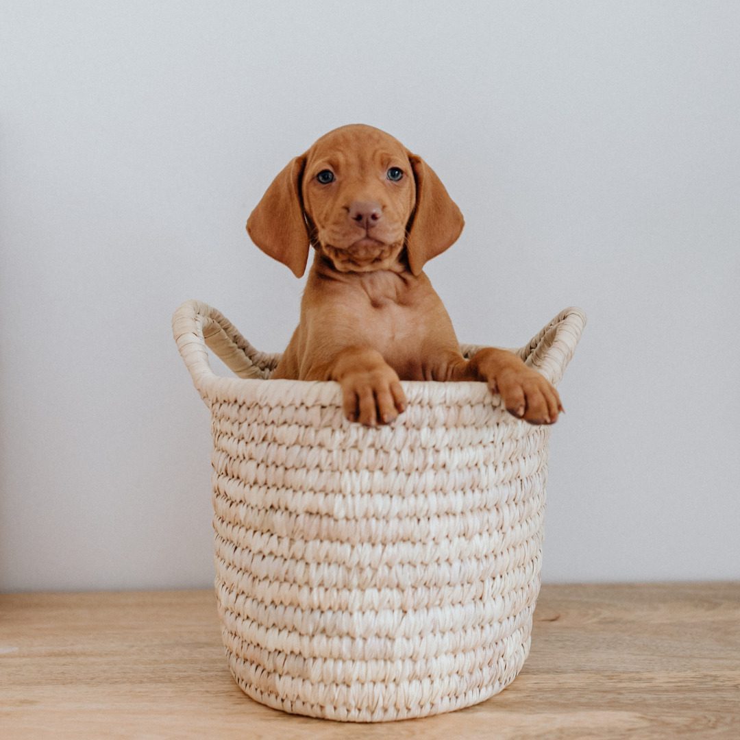 dog in basket