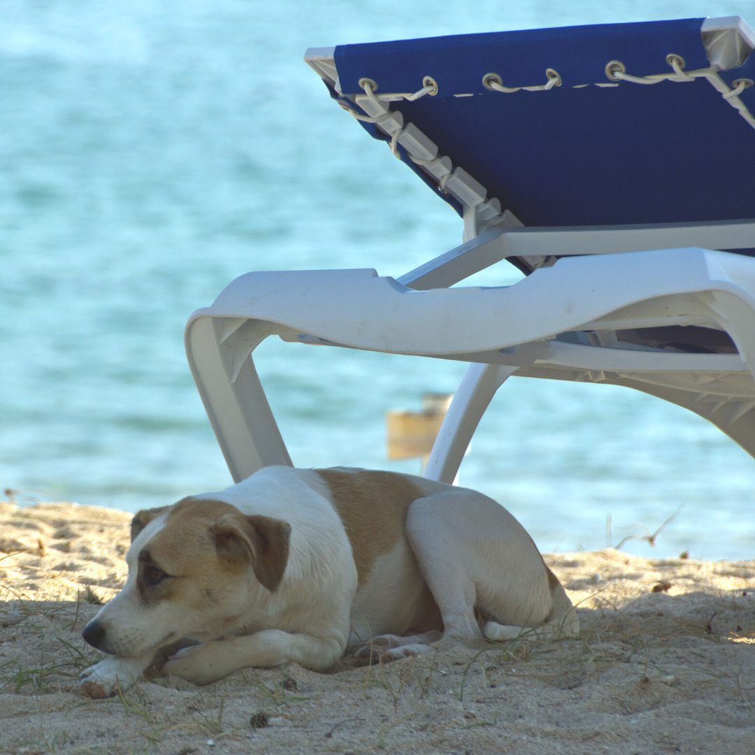 A dog under a deck chair, how hot is too hot to walk a dog?