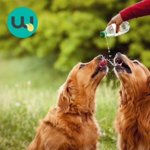 A hand pouring water to avoid heatstroke in dogs