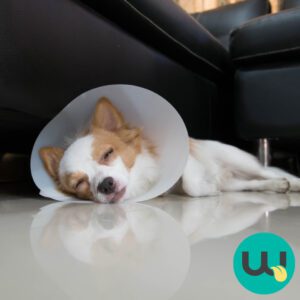 dog in cone