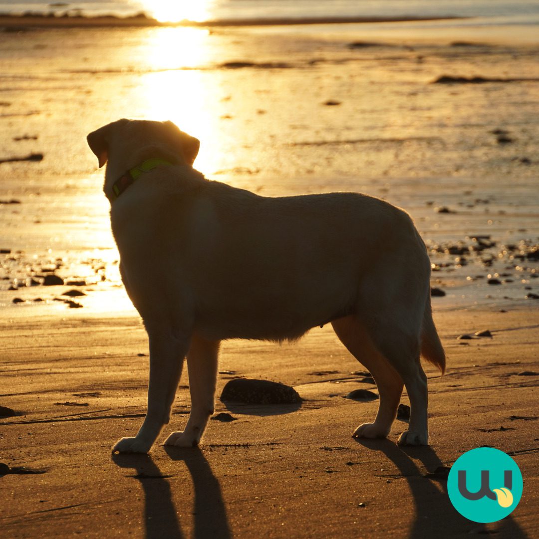 dog at the beach