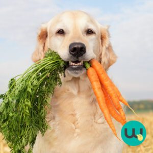 Dog with carrots