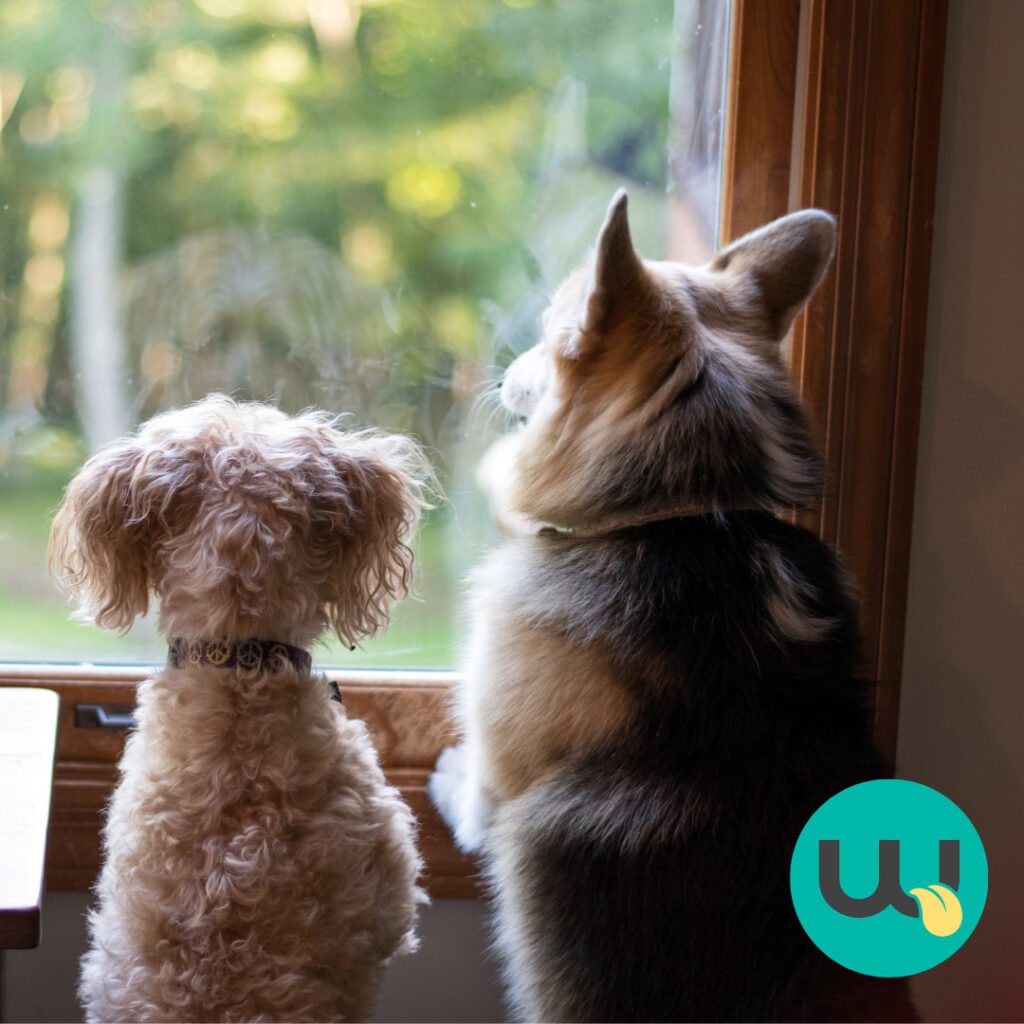 how-to-prevent-dog-separation-anxiety-7-ways-you-can-help-wooflinks