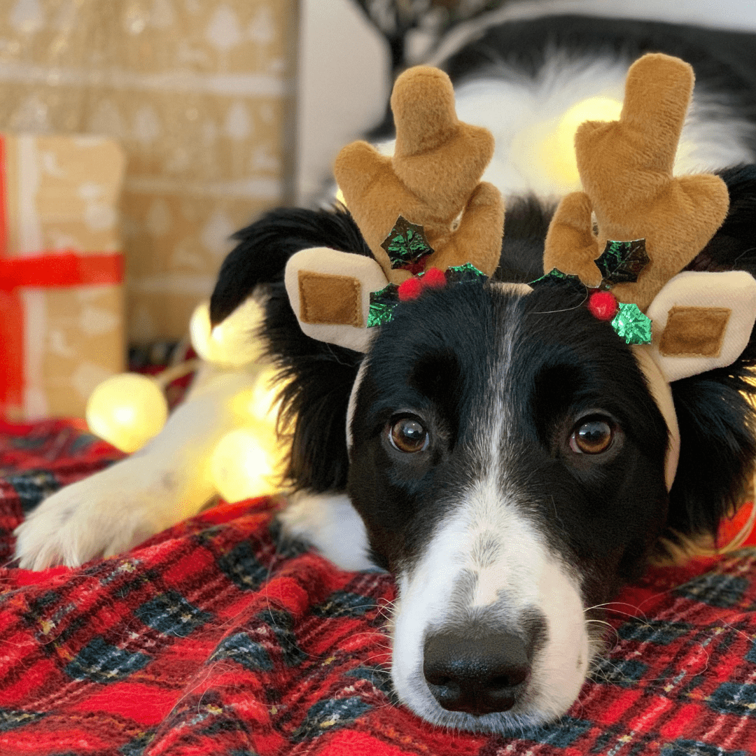 Calm happy dog during Christmas